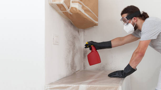 Professional Black Mold Remediation technician working in Bluemont, VA