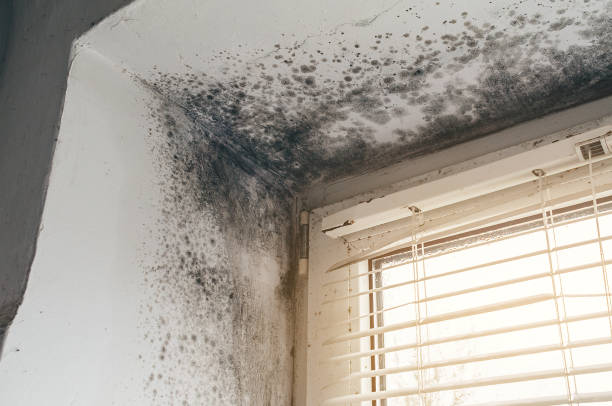 Affordable Black Mold Remediation solutions in Bluemont, VA