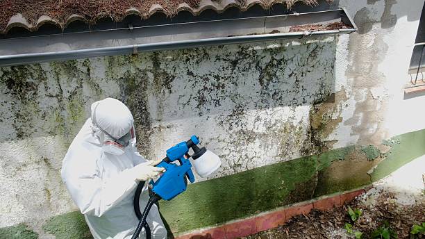 Top rated local Black Mold Remediation specialists in Bluemont, VA